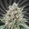 B-52 Auto