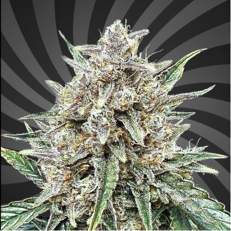 B-52 Auto