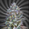 Blue Dream