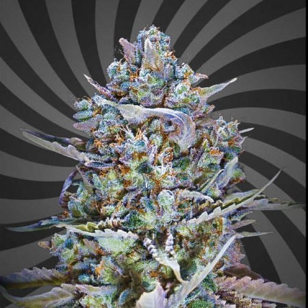 Blue Dream