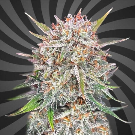 Critical Banner