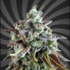 Gorilla Gelato