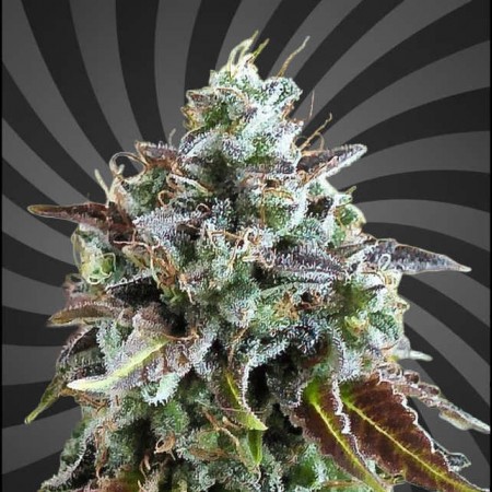 Gorilla Gelato