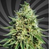 Green Crack