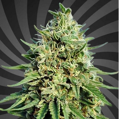Green Crack