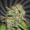 Haze 47 Early Flowering