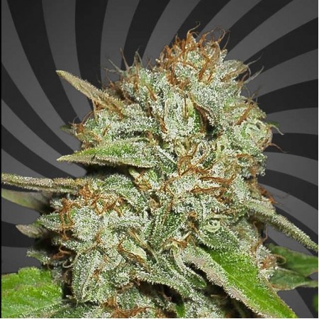Haze 47 Early Flowering