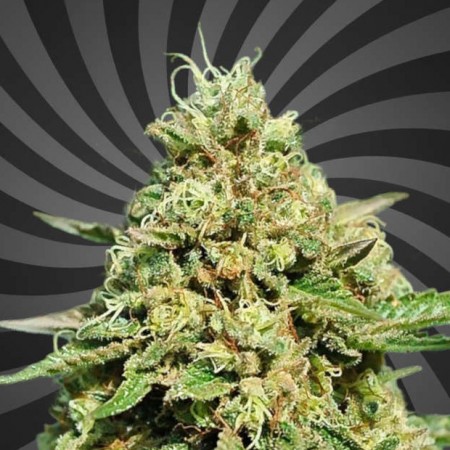 Mango Sherbet Early Flowering