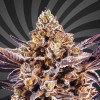 Mimosa Runtz XL Auto