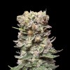 CBD Cake