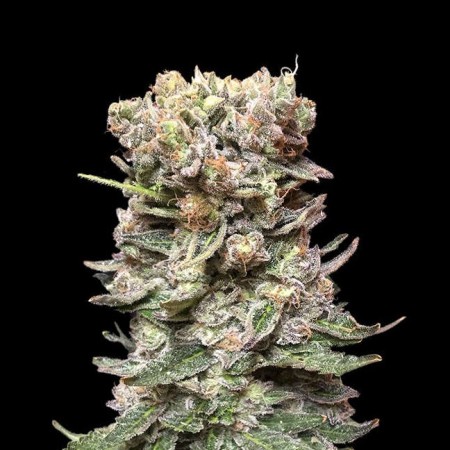 CBD Cake