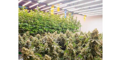 382 рослини і 1 виправдувальний вирок: право на власне вирощування канабісу закріплюється в Іспанії