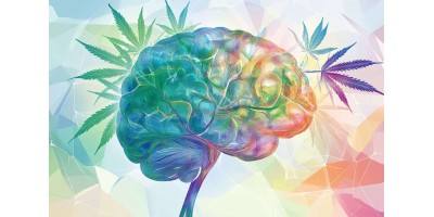 Вживання канабісу пов’язане зі зменшенням споживання алкоголю